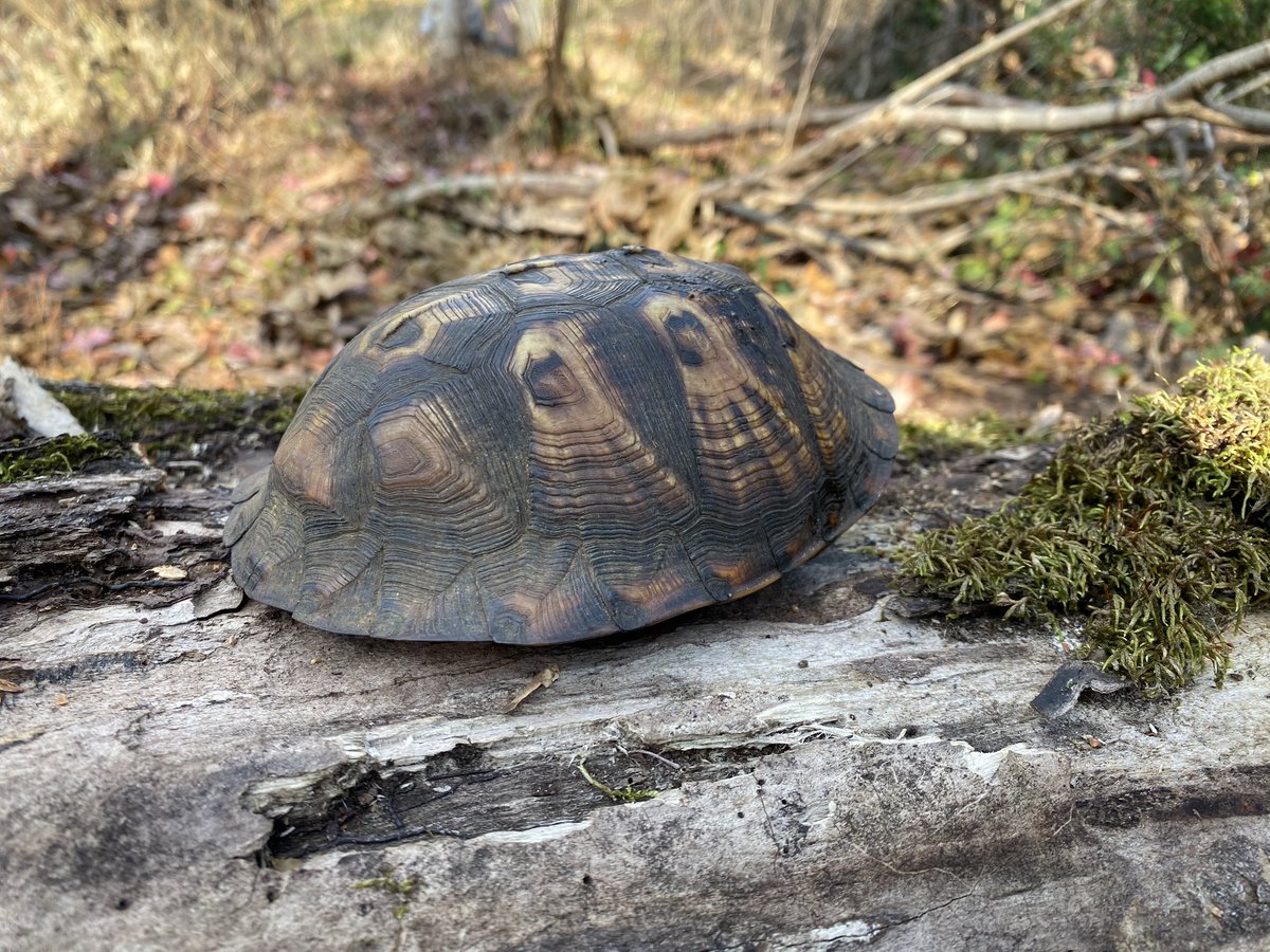 Friendly fellow found munching on leaves in the Spa Creek headwaters area