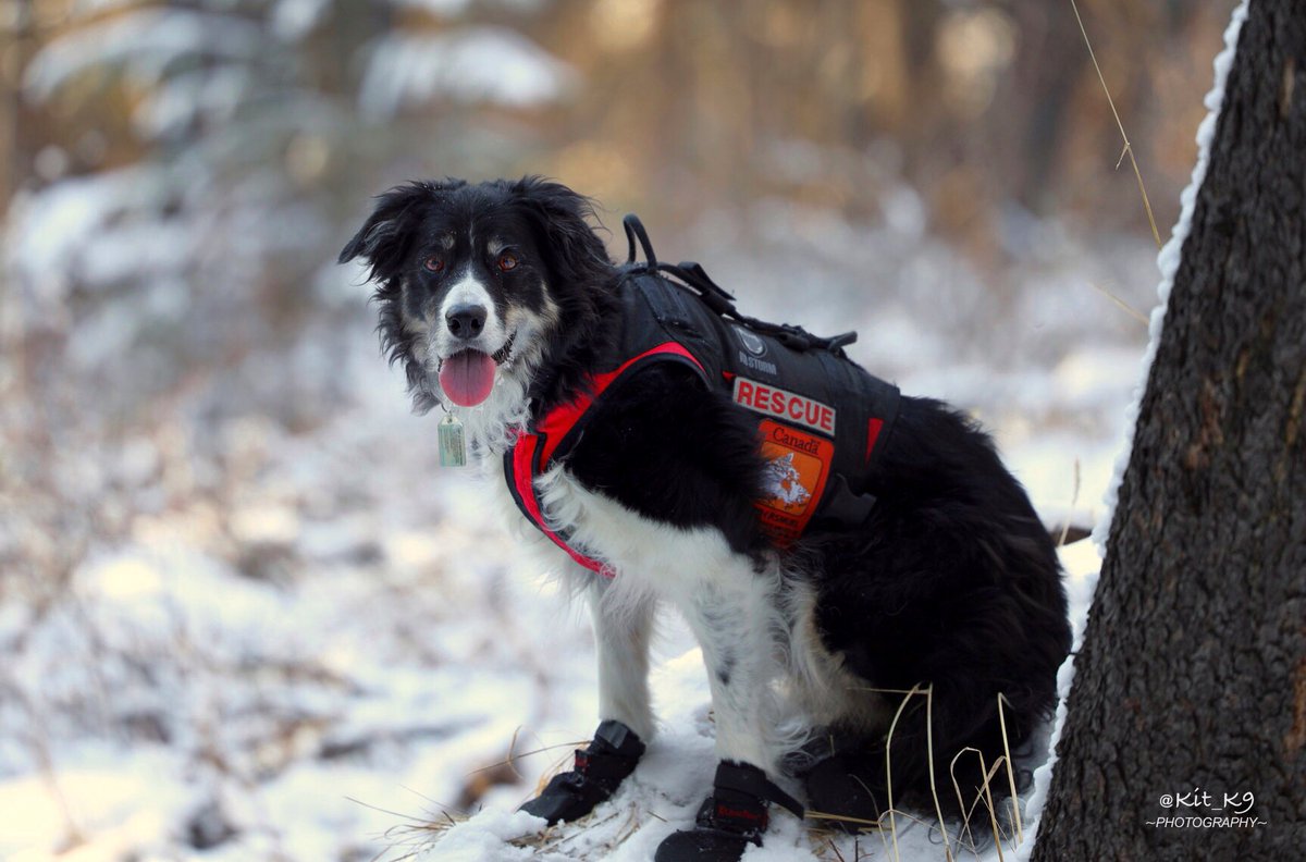 Kit_K9's tweet photo. 🎵Head, shoulders, FROSTY❄️TOES, FROSTY❄️TOES!🎵....Dad made me wear my silly boots on the trail today.
#workingDog #DisasterResponse #HUSAR #BorderCollie #DogsofTwitter #Baillie🐾 #TheNoseKnows #DogsOnShift #FireDog https://t.co/h5C1i63jRa