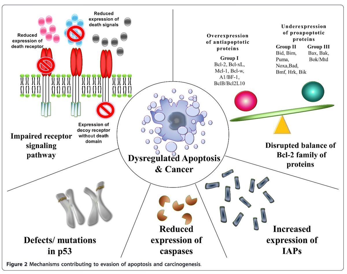 3/There are a number of potential explanations for this observation.I often hear that LDH is increased in cancer due to "increased turnover". But, cancer is associated with increased proliferation and decreased apoptosis. Something else is going no. https://www.ncbi.nlm.nih.gov/pubmed/21943236 