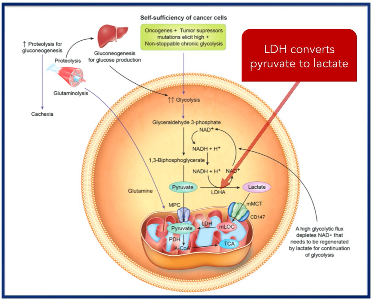 5/In order to understand the clinical implications of LDH overexpression, recall it is an enzyme that:reduces pyruvate to lactate......under conditions of high glycolytic flux... https://www.ncbi.nlm.nih.gov/pubmed/27993896 