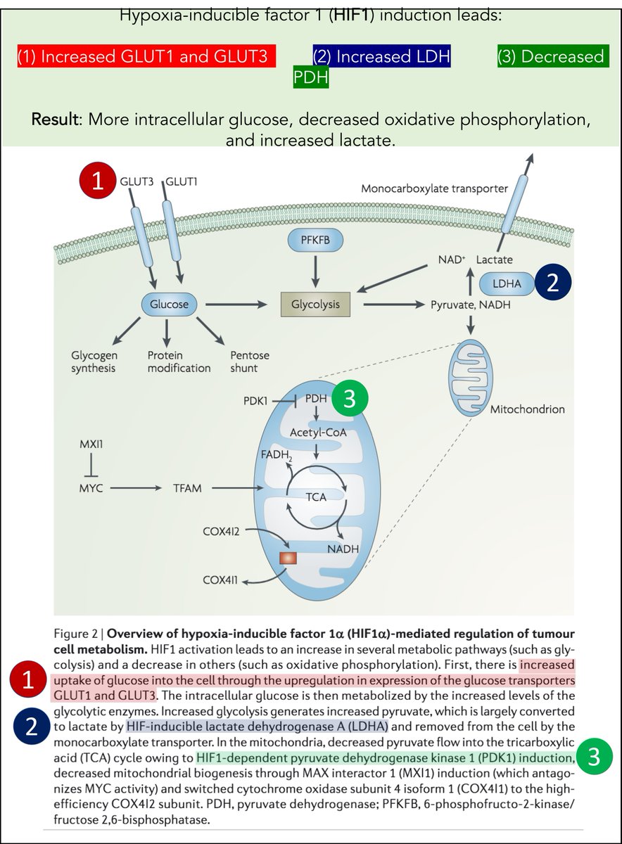 9/First, how.As noted above, overexpression of c-Myc and HIF-1 is seen in cancer. This leads to a shift to glycolysis.For example, HIF-1:↑GLUT-1 (↑intracellular glucose!)↓pyruvate dehydrogenase (↓oxidative phosphorylation!)↑LDH (↑lactate) https://www.ncbi.nlm.nih.gov/pubmed/19143055 