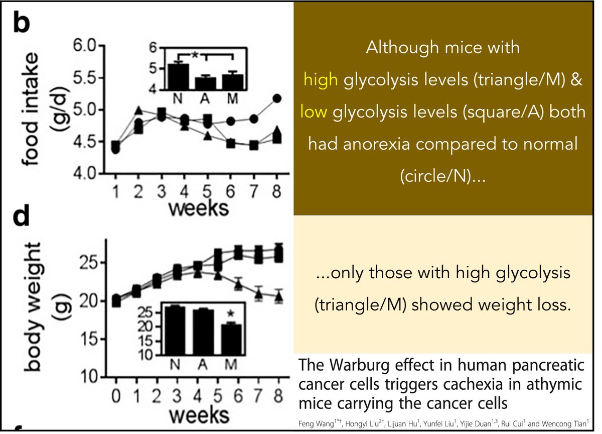 11/Clinical implication #2:Cancer cells use glucose and produce lactate, which is sent to the liver and recycled back to glucose. This is energy-dependent. To keep up, fat and muscle are catabolized.Result: one potential cause of cancer cachexia. https://www.ncbi.nlm.nih.gov/pubmed/29609556 