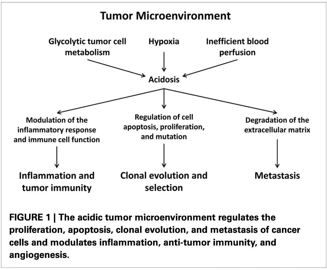 13/Cancer cells prefer glycolysis for many reasons.A lot is driven by a desire for lactate.Remember, ↑LDH leads to ↑lactate. Much of this lactate is shuttled OUT of the cancer cell, leading to an acidic local environment.This may benefit tumors. https://www.ncbi.nlm.nih.gov/pubmed/24367336 