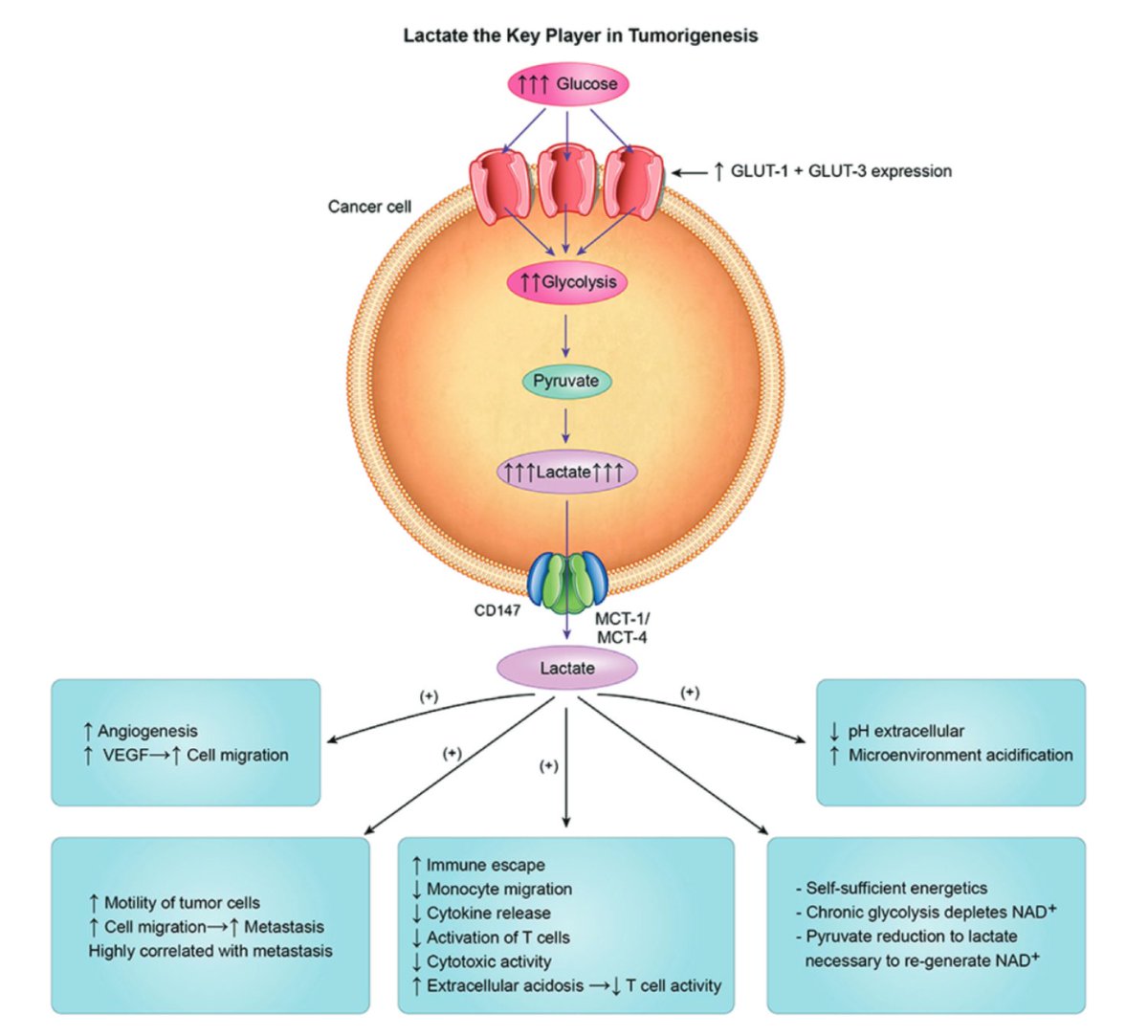 14/There are other potential benefits of all the extra lactate:↑angiogenesis↑tumor migration↑immune escapeIt seems that lactate is not just a byproduct of the Warburg effect, but potentially its intent. https://www.ncbi.nlm.nih.gov/pubmed/27993896 