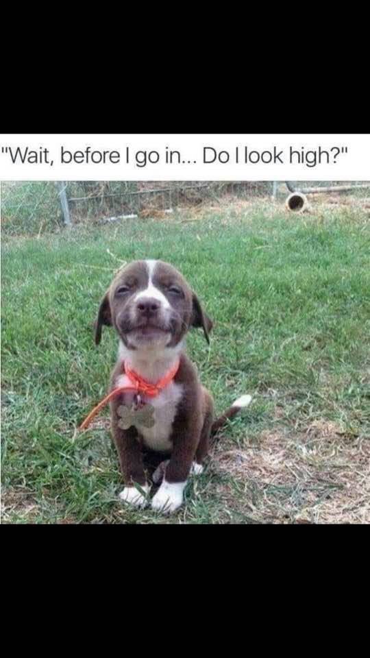 CBD4People_Pets's tweet photo. #PetCBD on #sale now!
25% off - use code 420

Anti-inflammatory and anti-septic #organic #hemp root balm immediately soothes discomfort and accelerates healing

#DrPhilGood’s #MiracleRootBalm

99%+ Pure 3rd Party Tested #CBD

#MadeInTheUSA

Shop- https://t.co/bjLytzqlPU https://t.co/yChUmhjrMJ