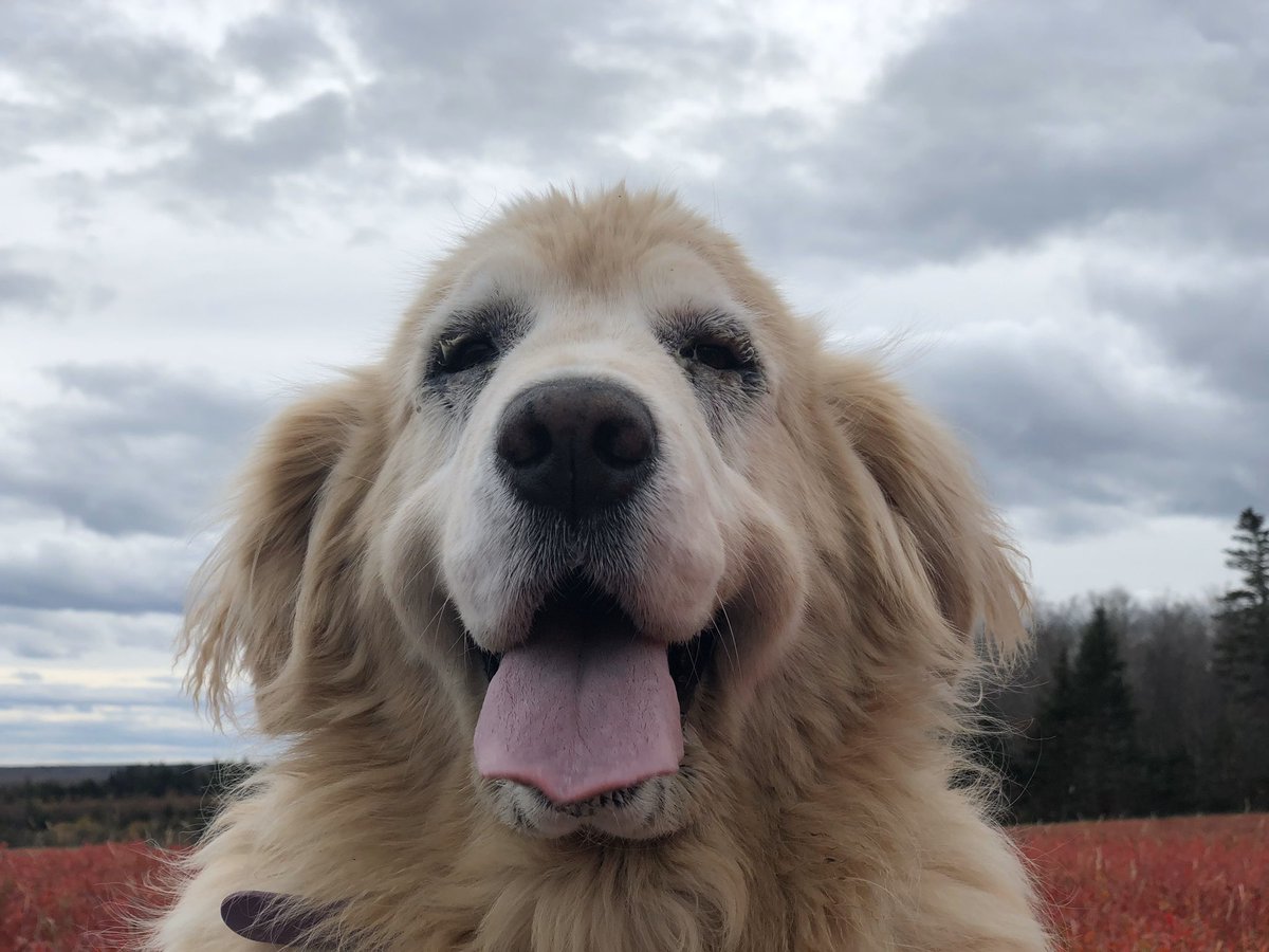 This is Daisy. She is queen chonk of this hilltop. Been visiting it for the last 12 years. Likes to smile in every direction before she leaves. 14/10 #SeniorPupSaturday
