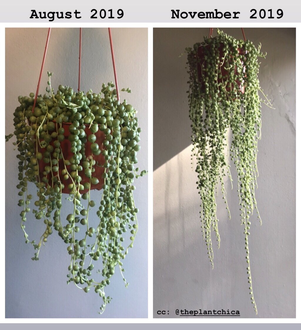 supatrain's tweet image. Proud plant dad. 😁
#plantdaddy #houseplants #stringofpearls