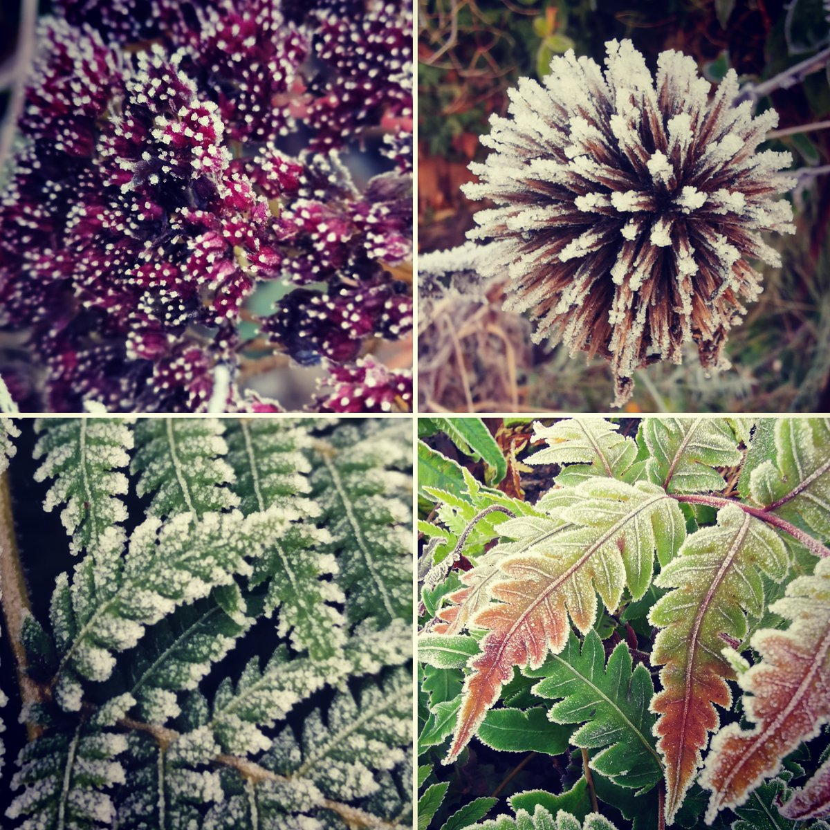 beesgardens's tweet image. Frosty plants in the garden this morning #frost #gardendesign #winterstructure #icecrystals #mygarden #maybetimetowrapthetreeferns