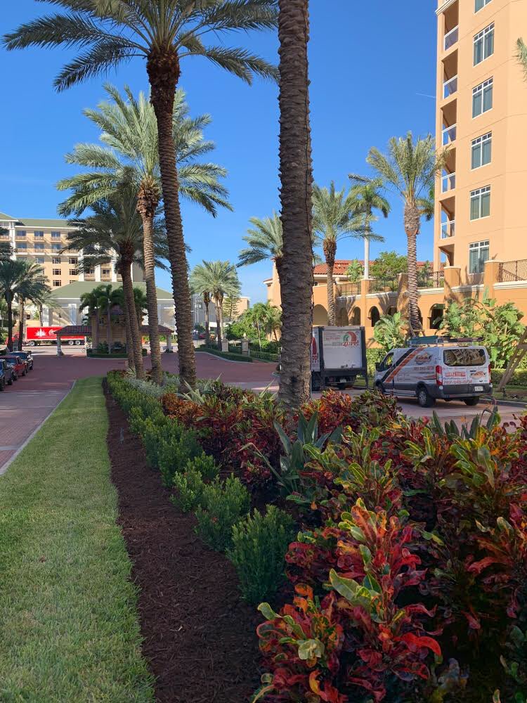 FieldstoneLS's tweet photo. We love a good before &amp; after! What do you think about the end result?? 
.⠀
.⠀
. ⠀
#FieldstoneLandscape #Landscape #Landscaping #TampaBayLandscaping #CommercialLandscaping #LandscapeService #TampaBay #TampaBayLandscape #GrowGreen #FloridaFriendlyLandscaping https://t.co/O6wzglauT1