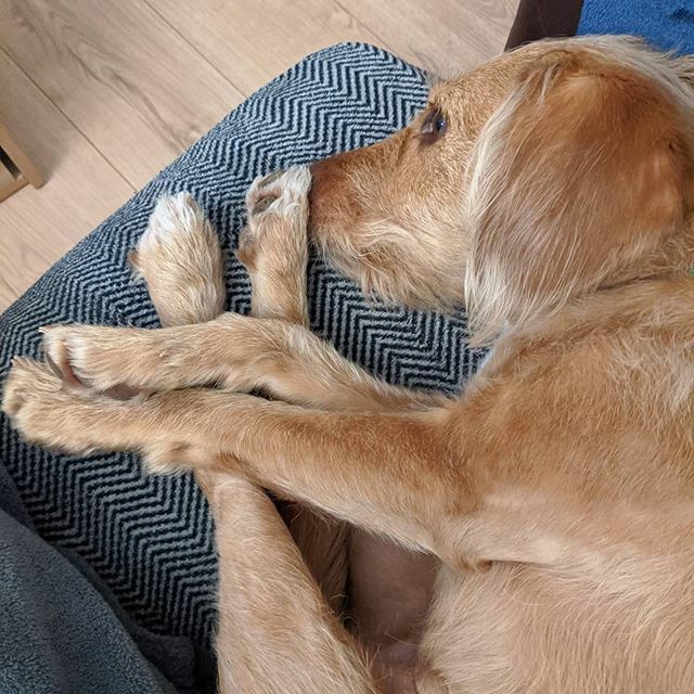 Lindo playing twister on the sofa
.. #Lindolife #labradoodlesofinstagram #labradoodle #dashund #dashundsofinstagram #doxie #naptime😴 #familylife ift.tt/34DcALB