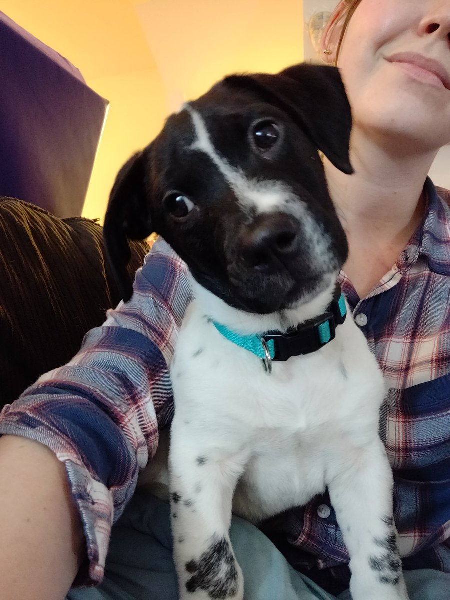 GarbageMusical's tweet image. So foster puppy Ivan is losing his mind to Jonathan Groff's voice. Yo, @ofcrownedempire you need a puppy?