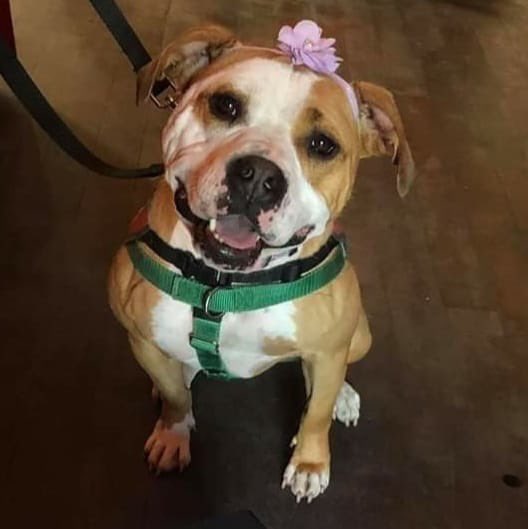 CityDogsCLE's tweet photo. During the Cuddlebusters promotion, Ginger would like you to keep her in mind - she has been waiting for her happy ending  for over a year! Currently living in a foster home, she is a sweet, sassy, playful ham who LOVES her people. https://t.co/uDxAcQcxlY #adopt #citydog https://t.co/1CUzZwzUTN
