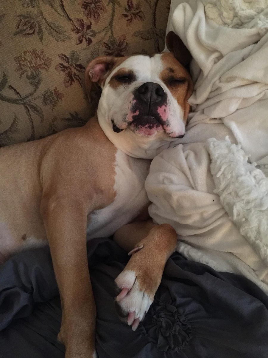 CityDogsCLE's tweet photo. During the Cuddlebusters promotion, Ginger would like you to keep her in mind - she has been waiting for her happy ending  for over a year! Currently living in a foster home, she is a sweet, sassy, playful ham who LOVES her people. https://t.co/uDxAcQcxlY #adopt #citydog https://t.co/1CUzZwzUTN