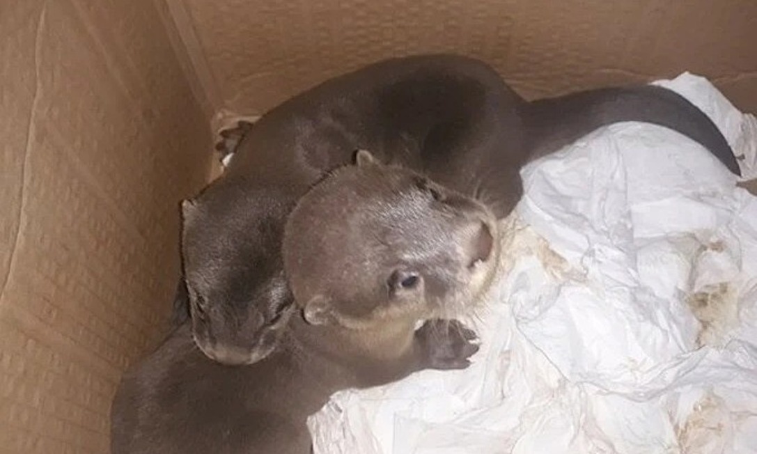 15endang'd otters rescued..centralVietnam
..Asian small-clawed otters..rescued..f/a car..in NgheAnProvince.
..car-driven..towards no.Vietnam, had19baby otters in it-4..were dead..An police said. They..stop'd..car..they suspected..was traffic'4wild animals..e.vnexpress.net/news/news/15-e…