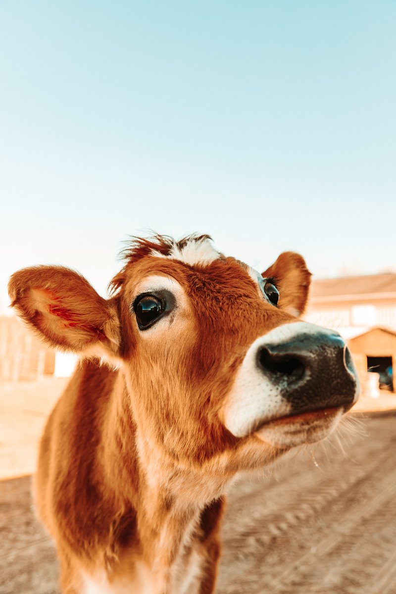 Christianx14's tweet photo. we got to meet the cutest cow ever this morning! crouton is so sweet and meeting him was such a wholesome experience https://t.co/vGsg3ftQRS