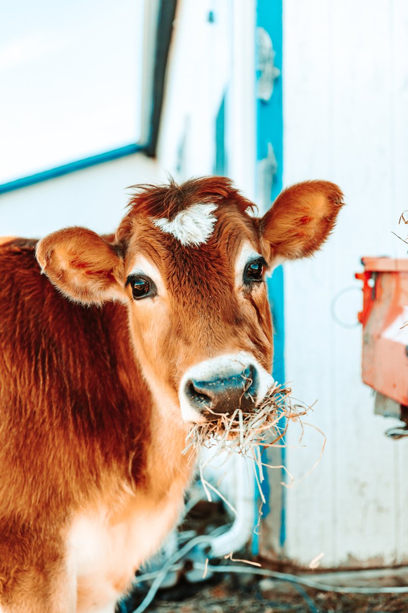 Christianx14's tweet photo. we got to meet the cutest cow ever this morning! crouton is so sweet and meeting him was such a wholesome experience https://t.co/vGsg3ftQRS