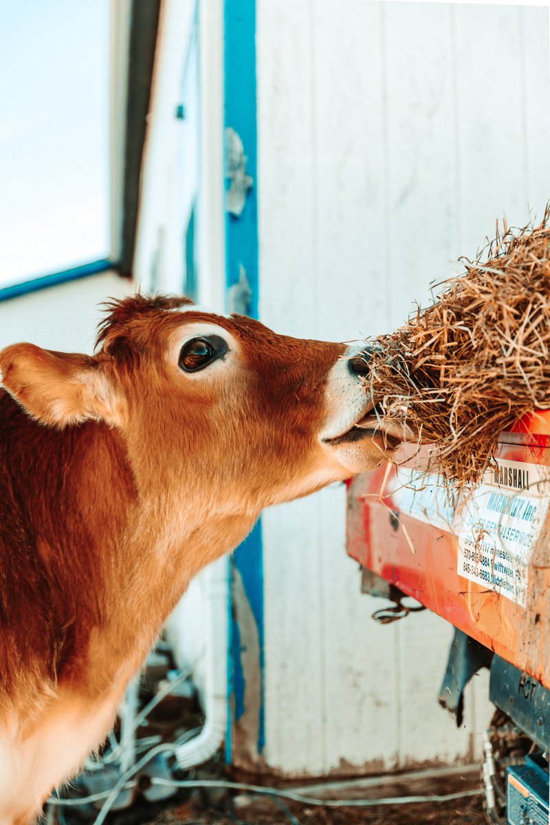 Christianx14's tweet photo. we got to meet the cutest cow ever this morning! crouton is so sweet and meeting him was such a wholesome experience https://t.co/vGsg3ftQRS