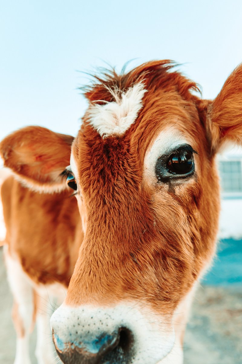 Christianx14's tweet photo. we got to meet the cutest cow ever this morning! crouton is so sweet and meeting him was such a wholesome experience https://t.co/vGsg3ftQRS