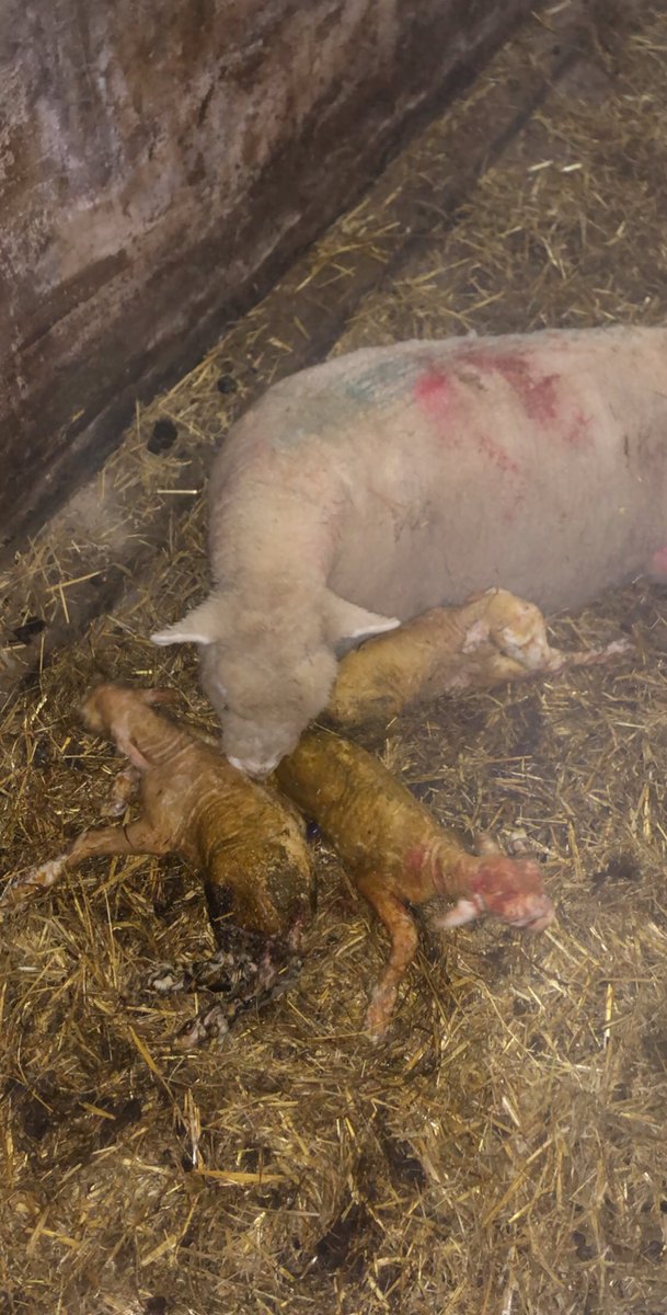 Lambing time has arrived on the farm! 🐑We’re expecting lots of lambs over the next couple of months, so don’t miss your chance to see them! 
To check availability and book, visit: independentcottages.co.uk/cumbria/becksi…