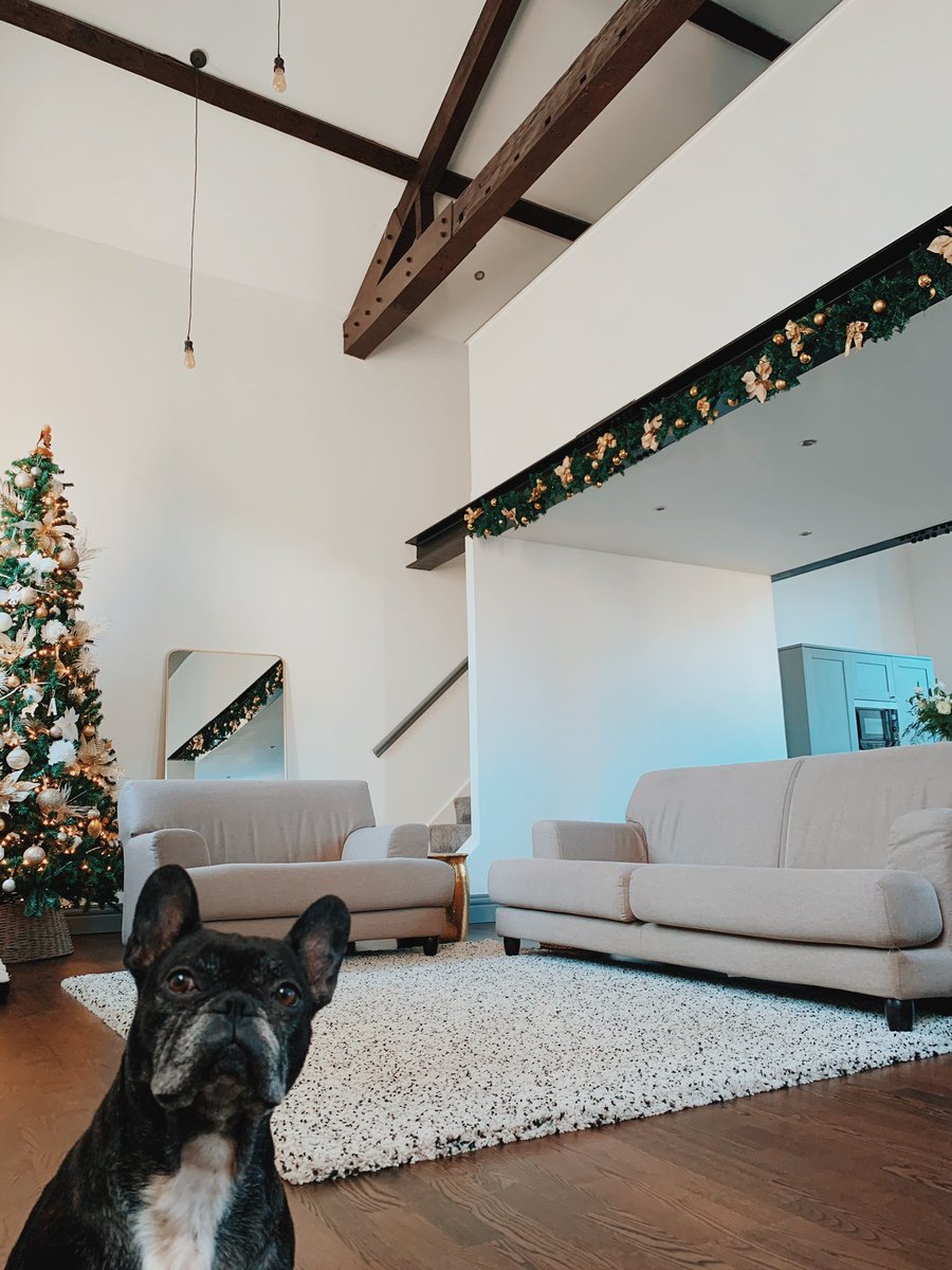 Batpig giving her approval of the Christmas decorations 🙈