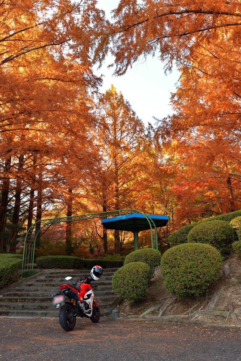 Teruteru 関西紀行 11月30日ツーリングその1 この日は紀北横断 先ずは橋本市の杉村公園へ 紅葉の隠れた名所で 間違いなく見頃ですね 紅葉 杉村公園 和歌山県 関西おでかけ 和歌山おでかけ ツーリング グロム Teruteru 関西紀行 11月30日ツーリングその1 この日は紀北横断 先ずは橋本市の杉村公園へ 紅葉の隠れた名所で 間違いなく見頃ですね 紅葉 杉村公園 和歌山県 関西おでかけ 和歌山おでかけ ツーリング グロム