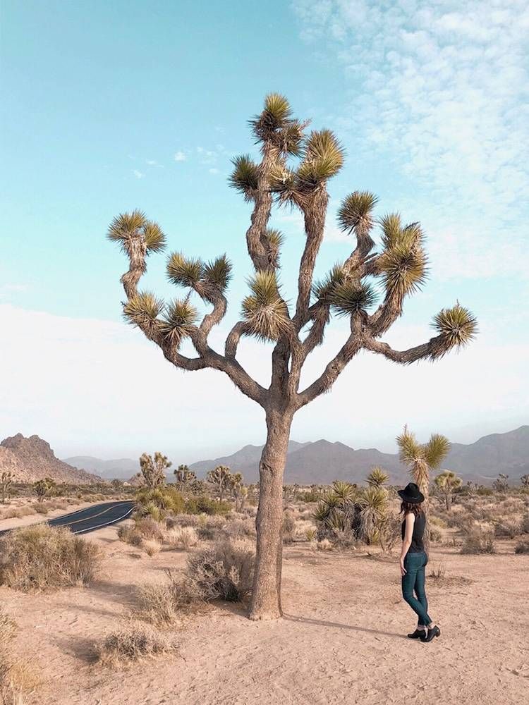 DarlingEscapes's tweet image. Drive 2 hours from LA and enter photography heaven - Here are 9 Insta-worthy sights located in the Southern California deserts. #skullrock #joshuatree #pioneertown buff.ly/2Y4iSki