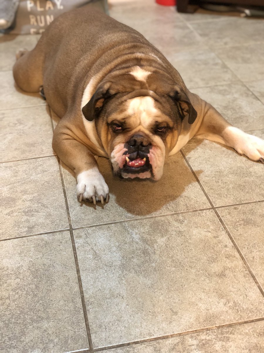 stephbump's tweet photo. I am home...FINALLY...but forgiveness is going to be slow...#stinkeyes is plentiful. There might have been some butt wiggles from me and tears from m...but now comes the guilt! https://t.co/nKLrnTLppG