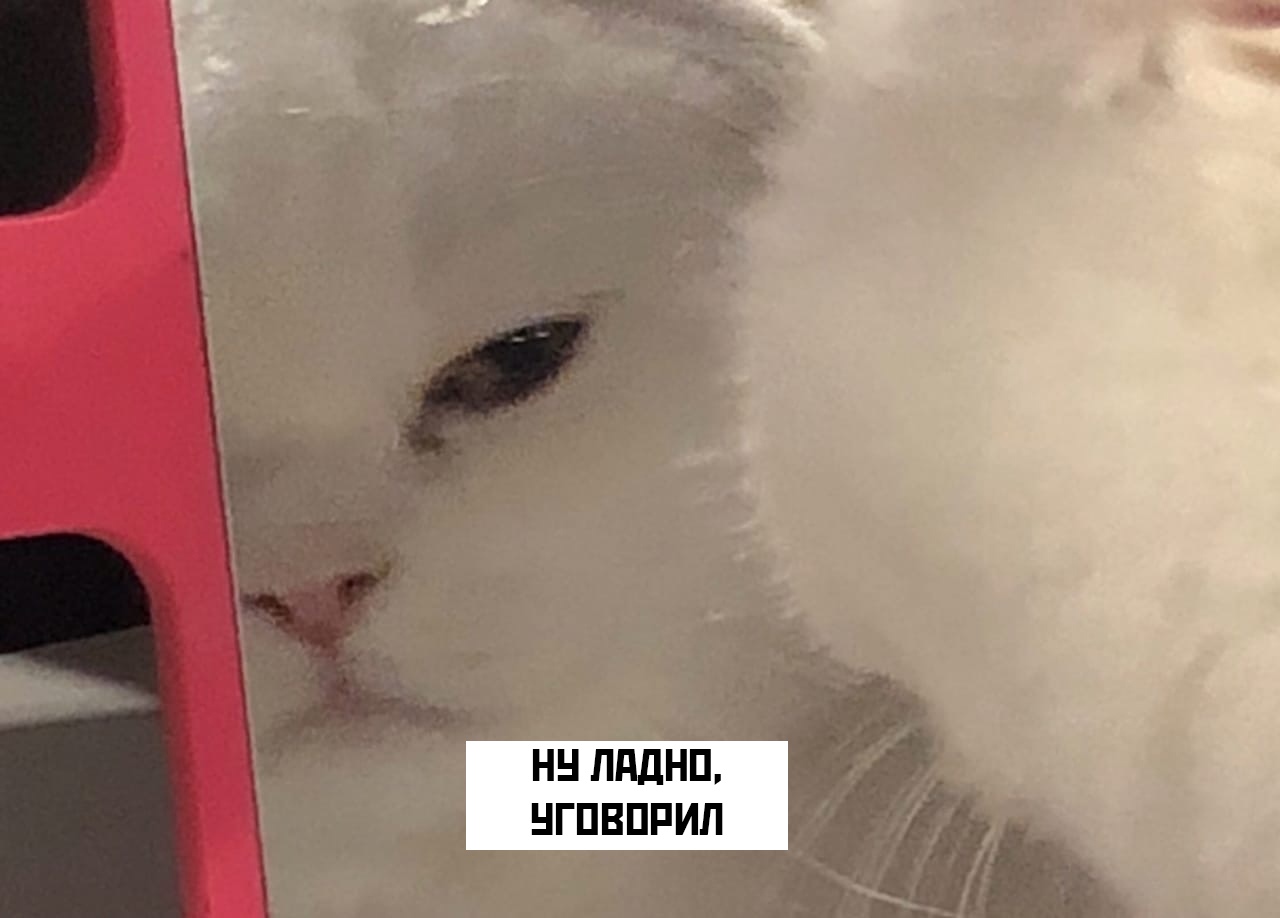 Кот в зеркале Мем