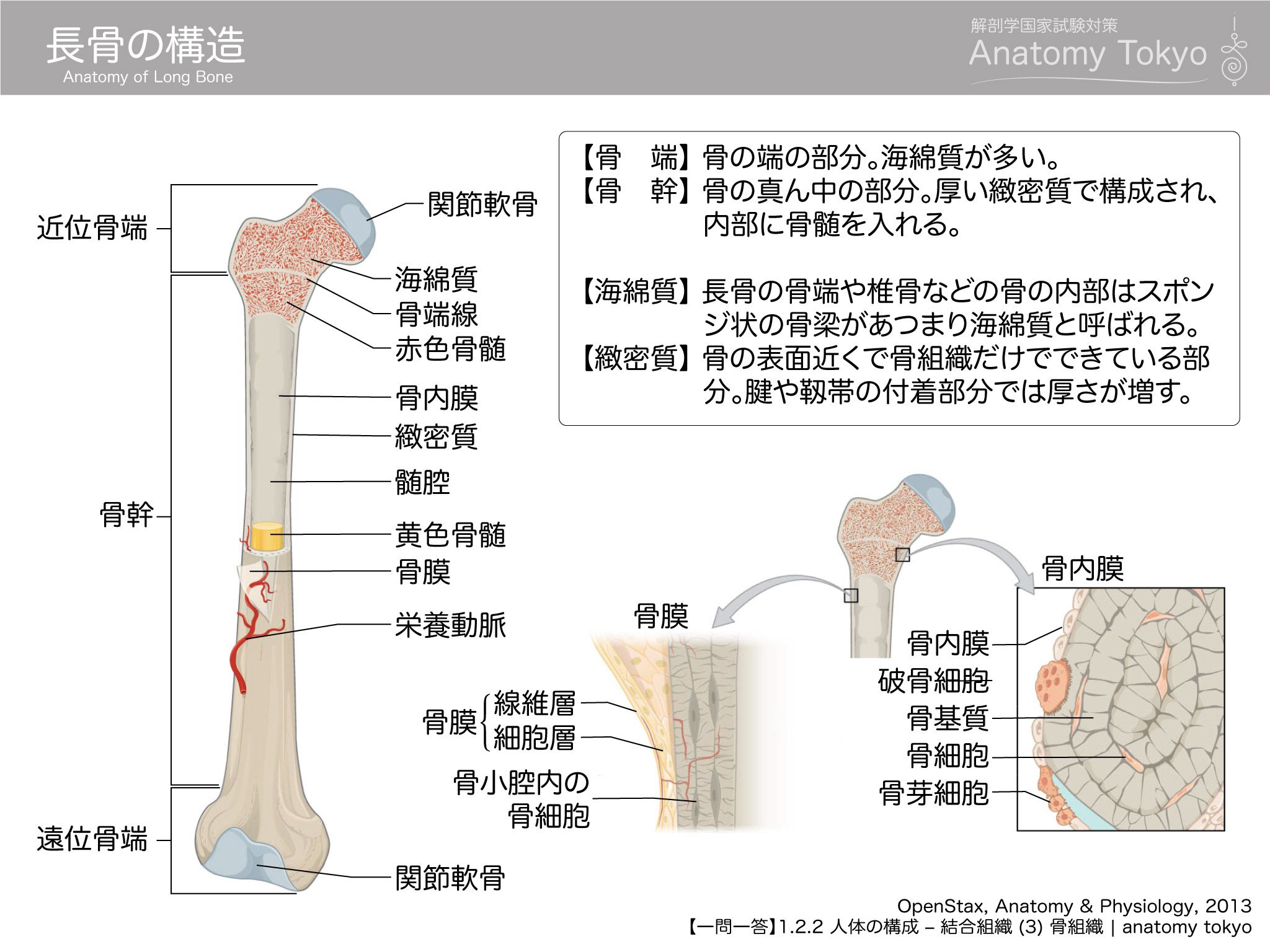 最も好ましい 海綿質緻密質 海綿質緻密質違い