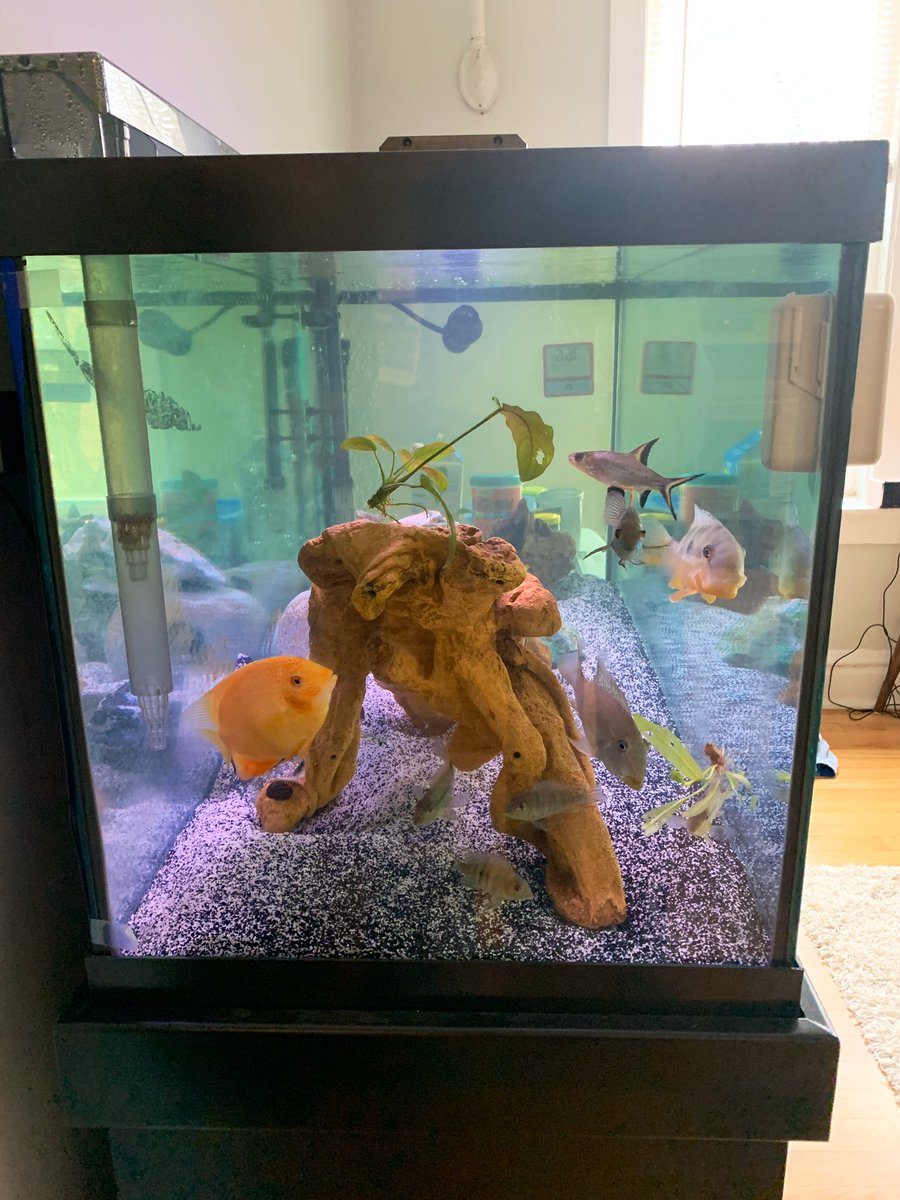 CichlidBros's tweet photo. Side view Saturday #cichlids #geophagus #severums #balashark https://t.co/SdsnmsEcMI