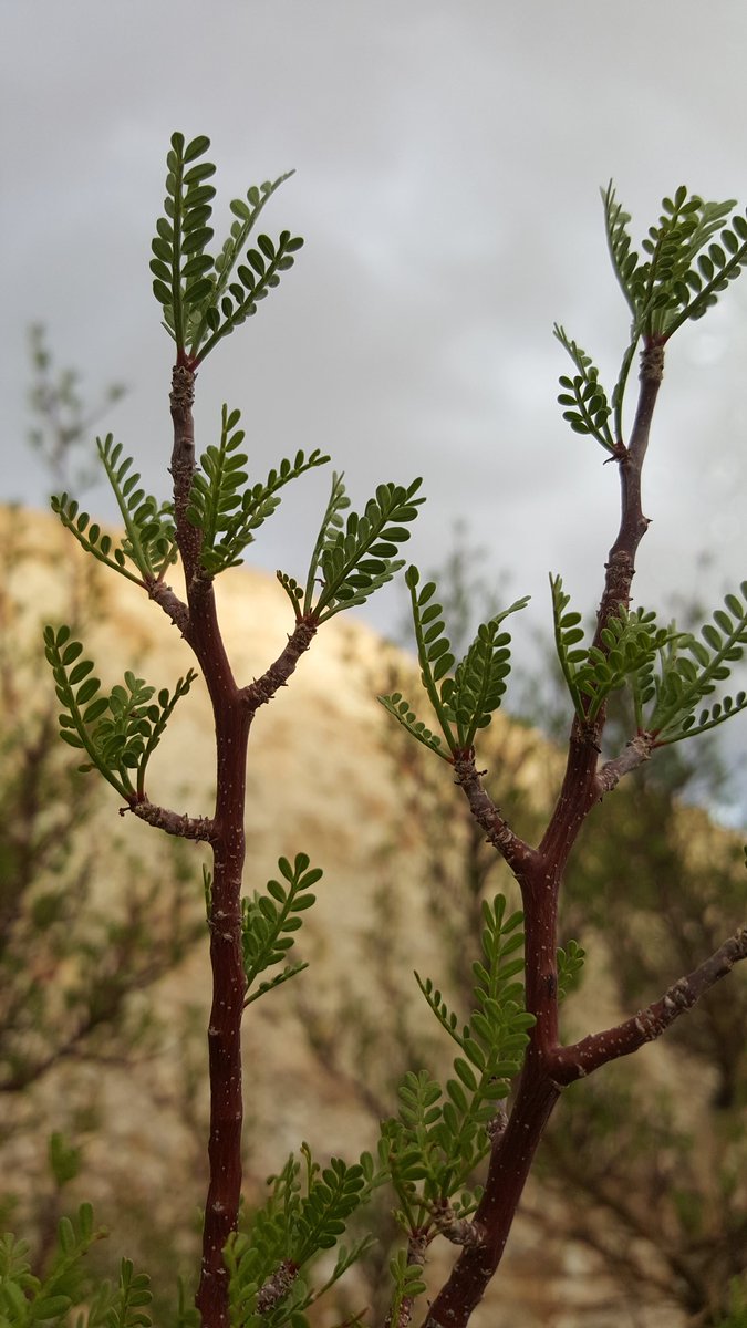 griz1's tweet image. In #ToroteCanyon, we found the unusual #ElephantTree, with thick trunks to store water &amp;amp; tiny leaves to conserve it. @AnzaBorregoPark @CalDesert @CalDesertLands @sandiegoparks @MojaveDesertLT @MojaveMax @Botanygeek @BrilliantBotany @arborday @TreePeople_org