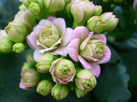 どのカランコエが好み 品種や育て方のコツ8つをご紹介 Gardeniwa
