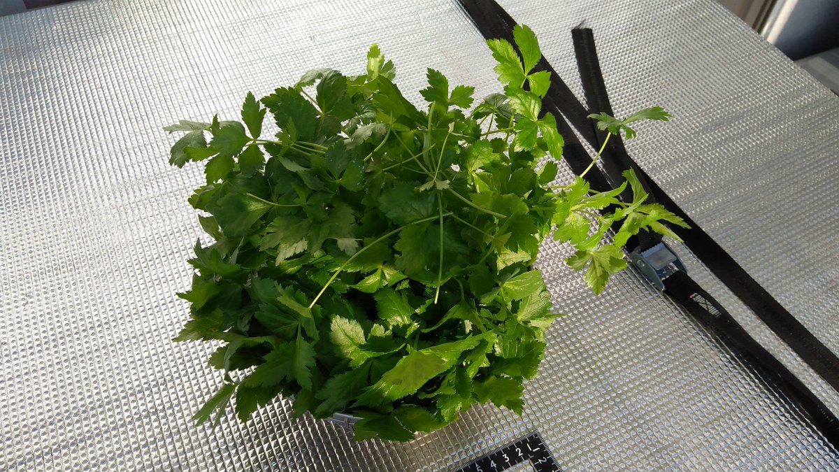 けんたろー 三つ葉 78日目 もっさりを刈りました 長さもそれなり わさび和えと汁物行き このままリボベジでケィオスに 三つ葉 水耕栽培 家庭菜園 けんたろー 三つ葉 78日目 もっさりを刈りました 長さもそれなり わさび和えと汁物行き このままリボベジでケィオスに 三つ葉 水耕栽培 家庭菜園
