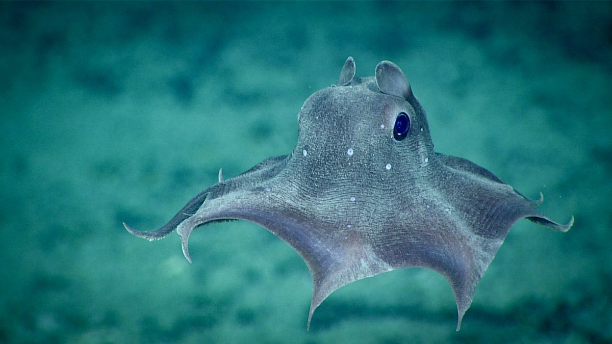 DeepSeaImage's tweet image. Everyone loves a dumbo octopus.
This one is an Opisthoteuthis agassizii!
The dots are clear windows in the skin.
We are uncertain of their purpose, but suspect they may gather additional light.
📷NOAA
#deepsea #MarineLife #octopus #dumbo