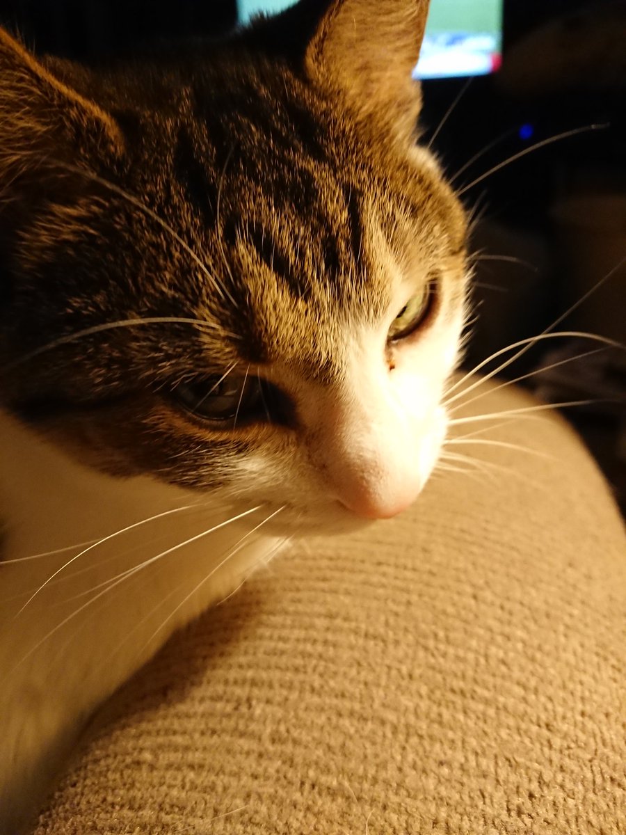 aggiegalsca's tweet image. Trying to decide if I should distance myself from all felines tonight... Because this one is super clingy today. #aggieproblems