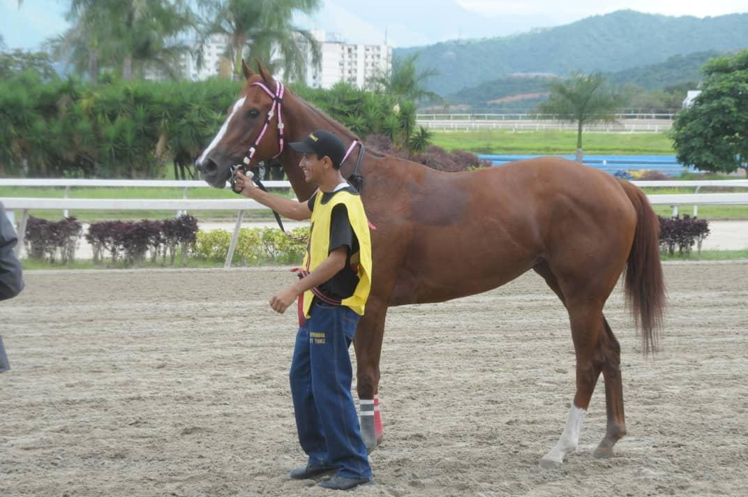 fernando_737's tweet photo. #Hipismo Una mega tora QUEEN TERROR otra pupila de el @StudQuarterback #StudQuarterback Saco la cédula @lilino_mangione @haraslainvasion https://t.co/YaT8UGrSoV