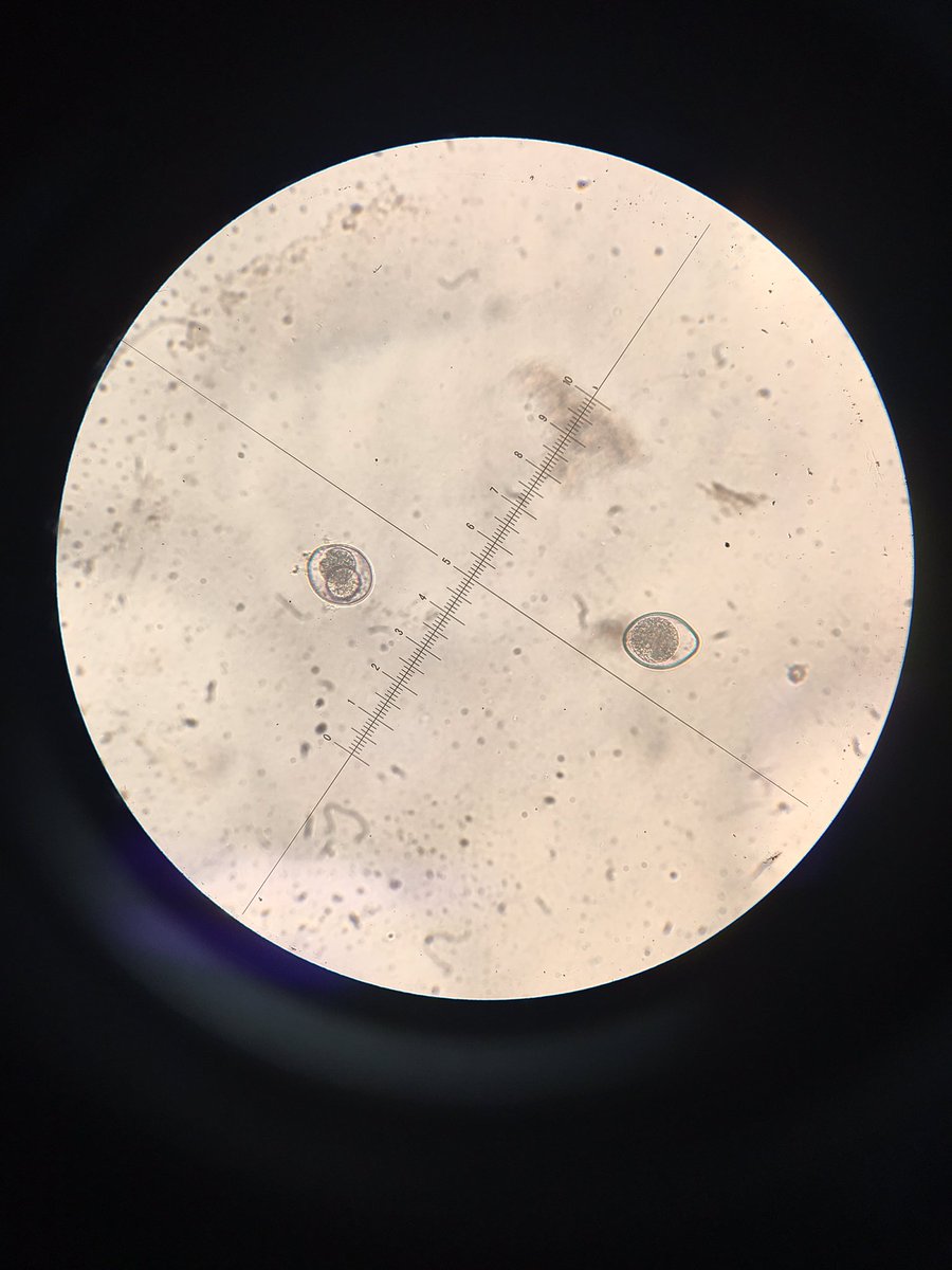 ArmyPets's tweet photo. Pls pick up after your dog when walking them! And also don’t let them around other dogs stool either. This is Coccidia. It can be found in both infected dogs and cats but are primarily found in puppies! https://t.co/oKqkPfQglB