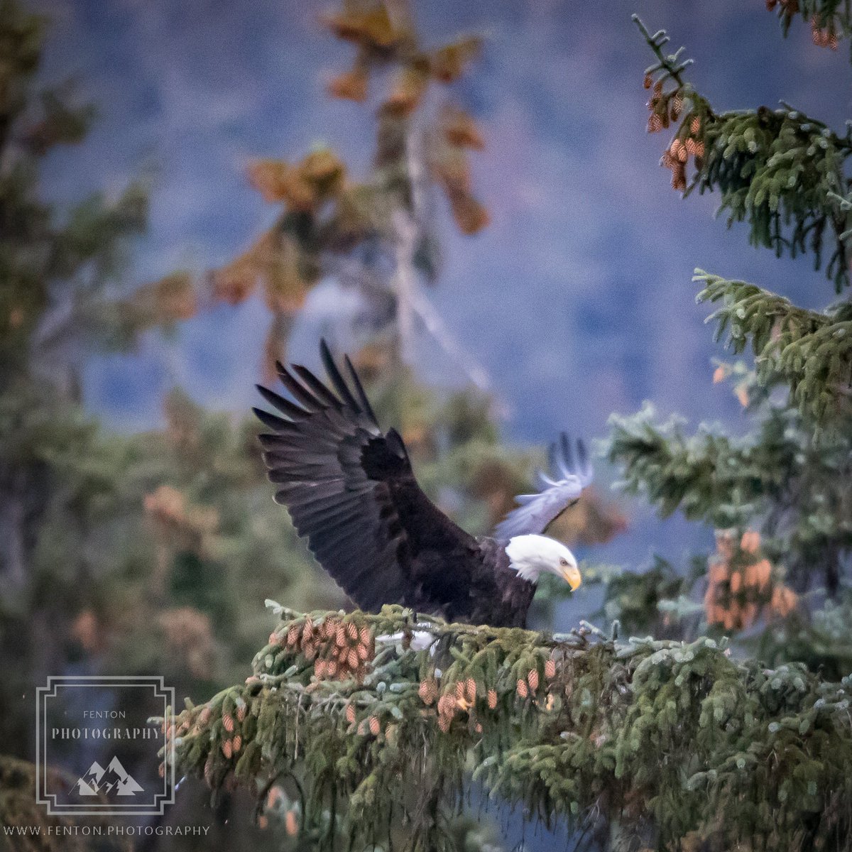 FentonPhoto's tweet photo. Coming in for a landing.  #bald_eagle #national_symbol #bird #pine_tree #wings #flying #juneau_alaska https://t.co/KQF8IUEWDi