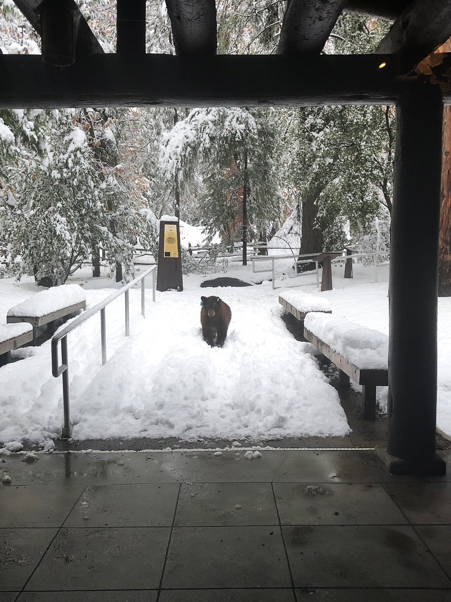 YosemiteNPS's tweet photo. We had a furry visitor at the office this week, and we could hardly "bear" it! How would you caption this photo? https://t.co/plHVYorGT6