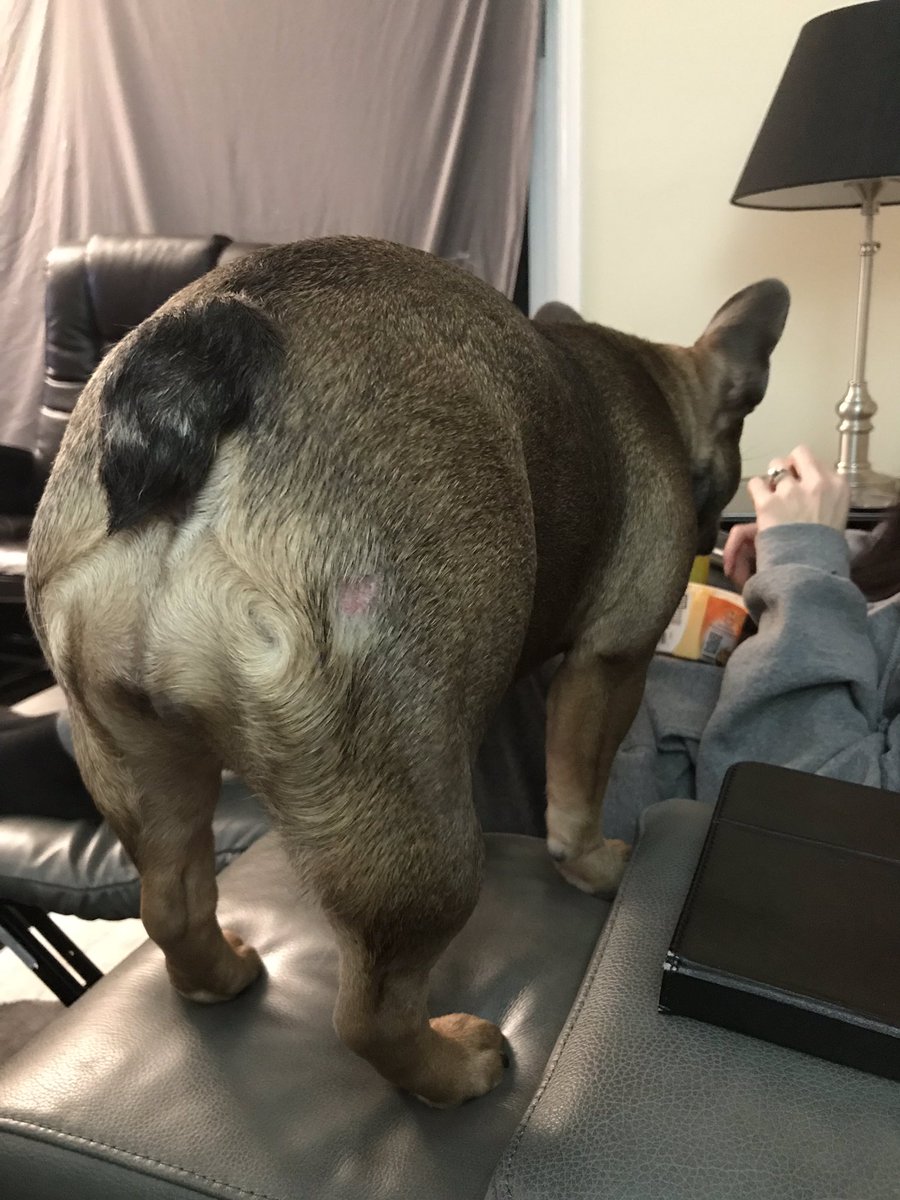 pebwebs's tweet photo. Dad’s view whilst mum eats a snack! #bulldog #bulldogbutt #bulldogsoftwitter #frenchiesoftwitter #DogsOfTwitter https://t.co/b2Prth31En