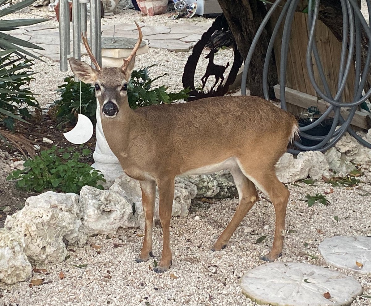 ImThatFriend's tweet image. The #FloridaKeys are amazing and resilient. Oh and there are deer! #FLKeys #BigPineKey #LowerKeys #KeyDeer