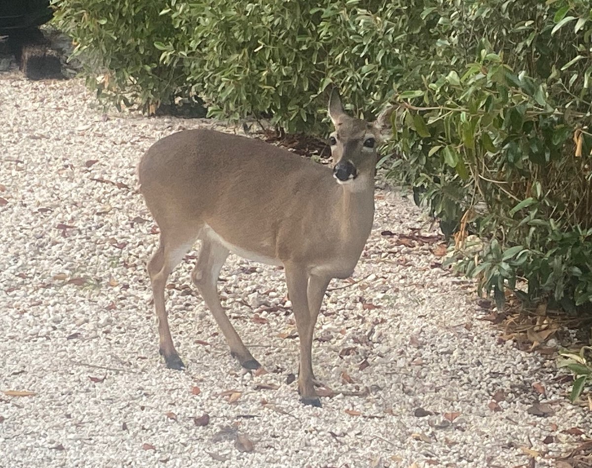 ImThatFriend's tweet image. The #FloridaKeys are amazing and resilient. Oh and there are deer! #FLKeys #BigPineKey #LowerKeys #KeyDeer