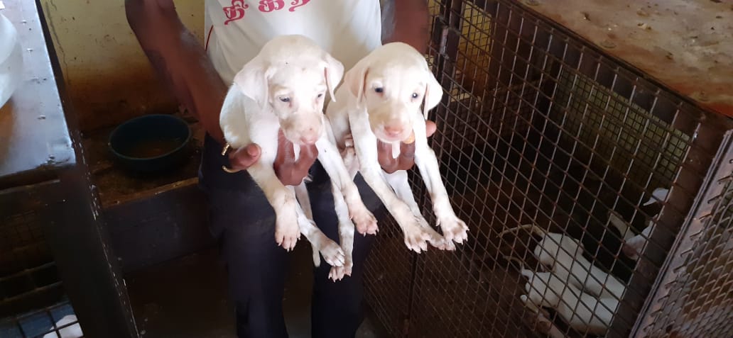 Rajapalayam sales dogs rate