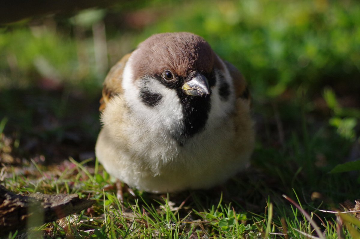 まん丸スーさんは冬の風物詩だ
#雀 #スズメ #すずめ #sparrow #鳥 #小鳥 #野鳥 #bird https://t.co/7W0gHNCO4h