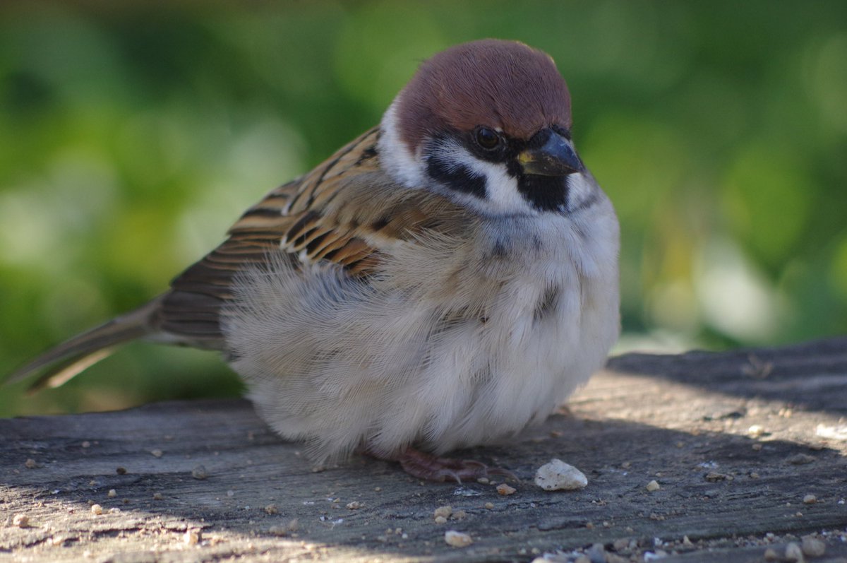 まん丸スーさんは冬の風物詩だ
#雀 #スズメ #すずめ #sparrow #鳥 #小鳥 #野鳥 #bird https://t.co/7W0gHNCO4h