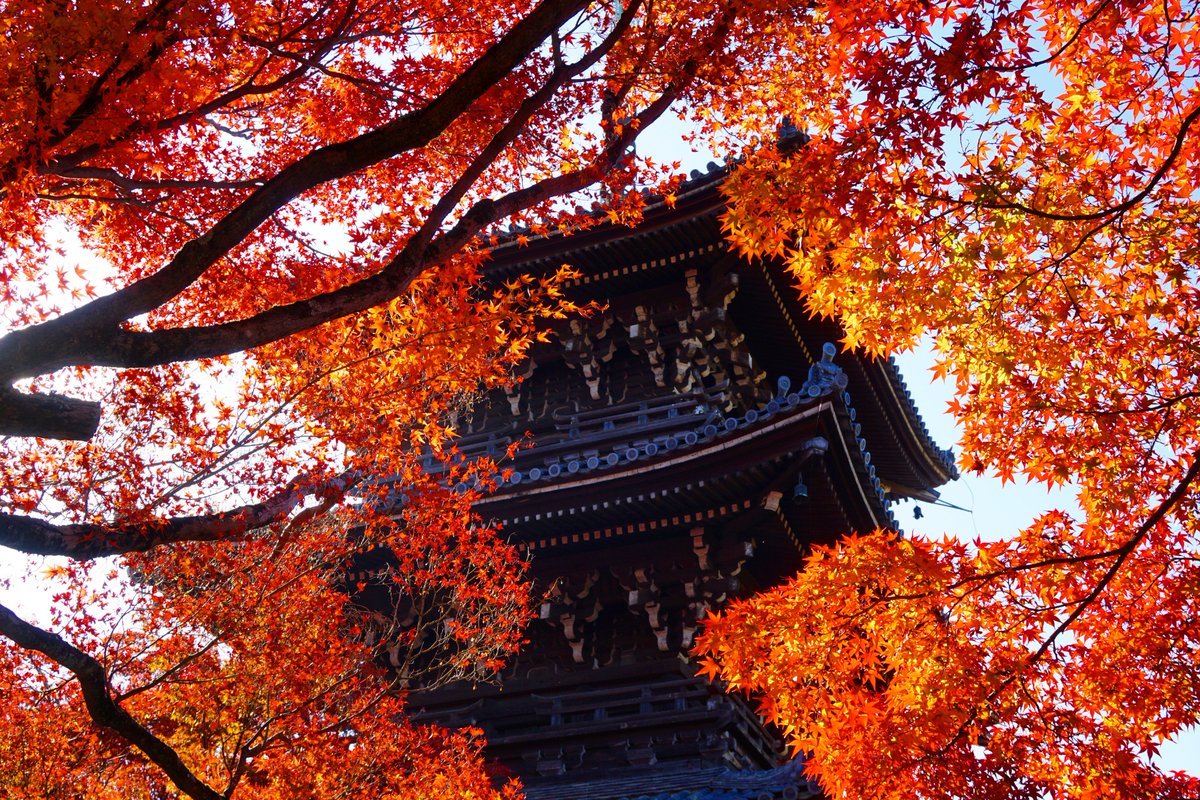 yt_innocent's tweet photo. #真如堂 の #紅葉 🍁 #AutumnColors in Shinnyo-dō on Nov. 23
.
#真正極楽寺 #Shinnyodo #Shinnyodou #Shinnyodotemple #Shinnyodoutemple #黄葉 #AutumnColor #FallColor #FallColors #AutumnLeaves #FallLeaves #LeavesChanging #AutumnLeafColor #AutumnLeafColors #FallLeaves https://t.co/QaLAuKRtoT