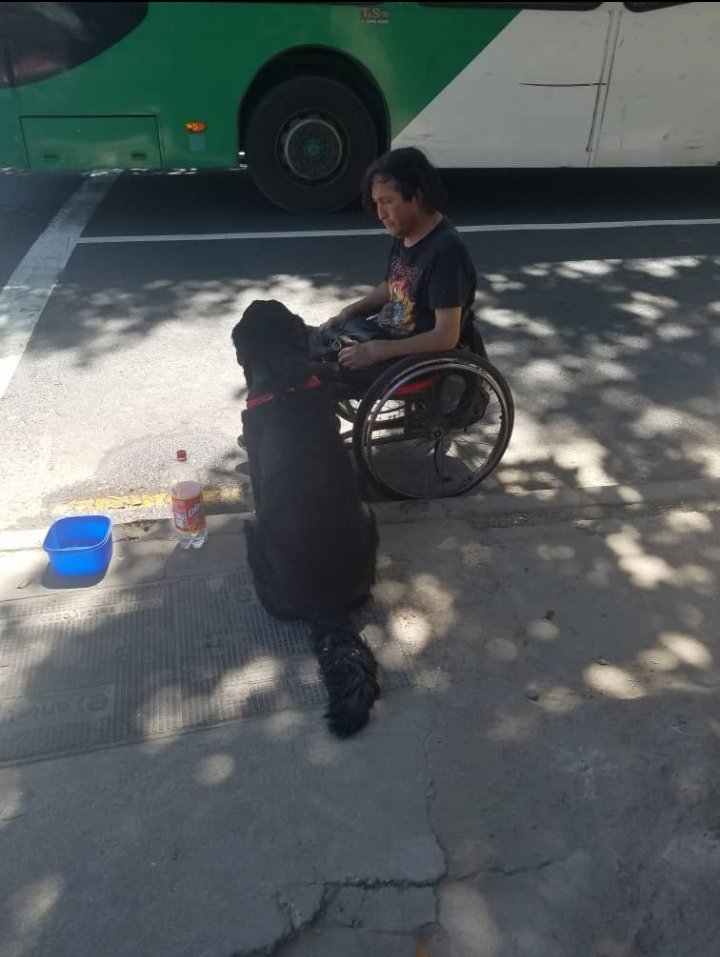 Chilena9772's tweet image. Me piden ayuda por wsp 👇👇👇
En #Santiago Se necesita ayuda urgente  para el perrito de este sr. 
Él no tiene hogar y será internado x su enfermedad.
Y no tiene donde dejar a su perrito x ese tiempo. Urgente sólo espera poder dejar a su perrito resguardado para internarse. 🙏RT