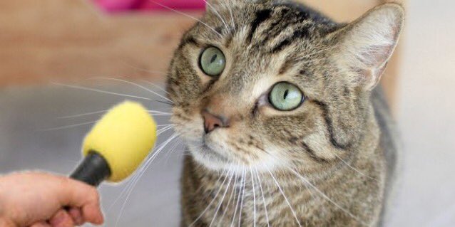 rrrruus's tweet image. - ¿Director de cine favorito?
- Federico Felino