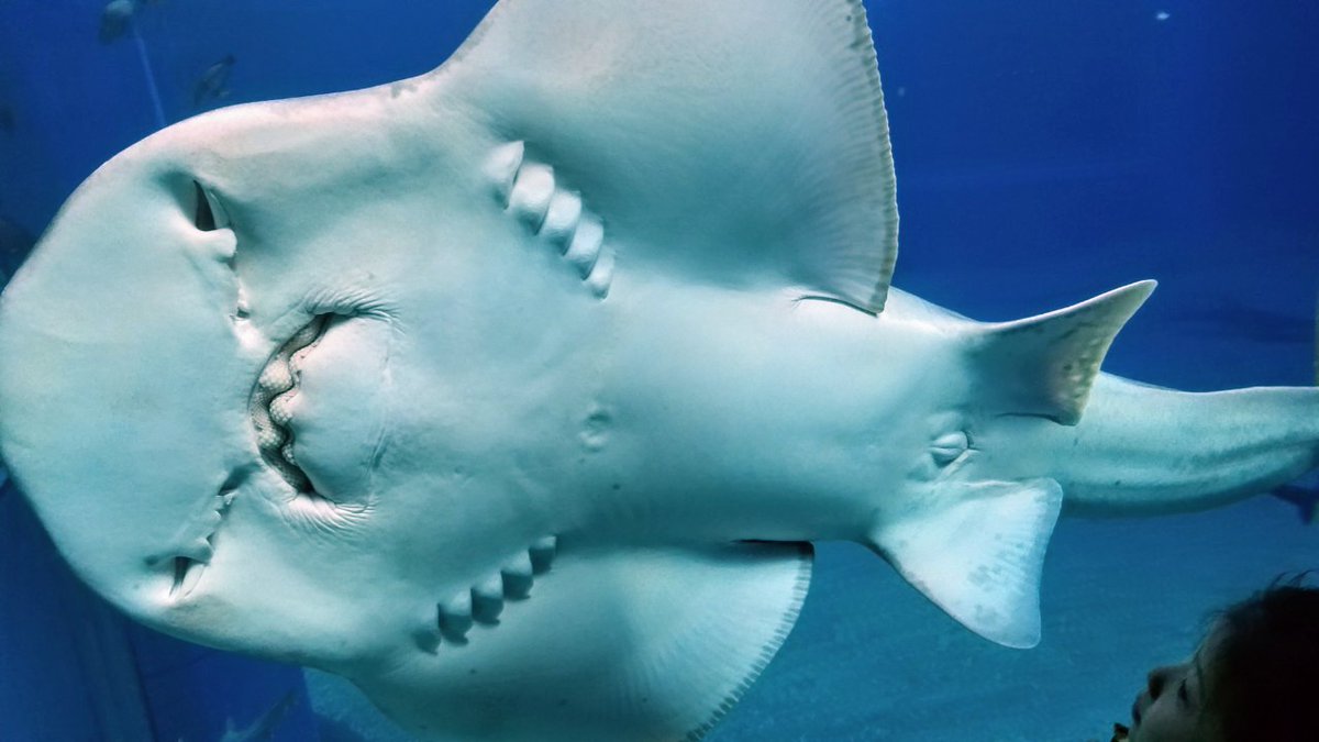 ハヤシヤ商事 公式 Na Tviteru エイの裏側 人間の顔に見える説w 海遊館 大阪 水族館 えい