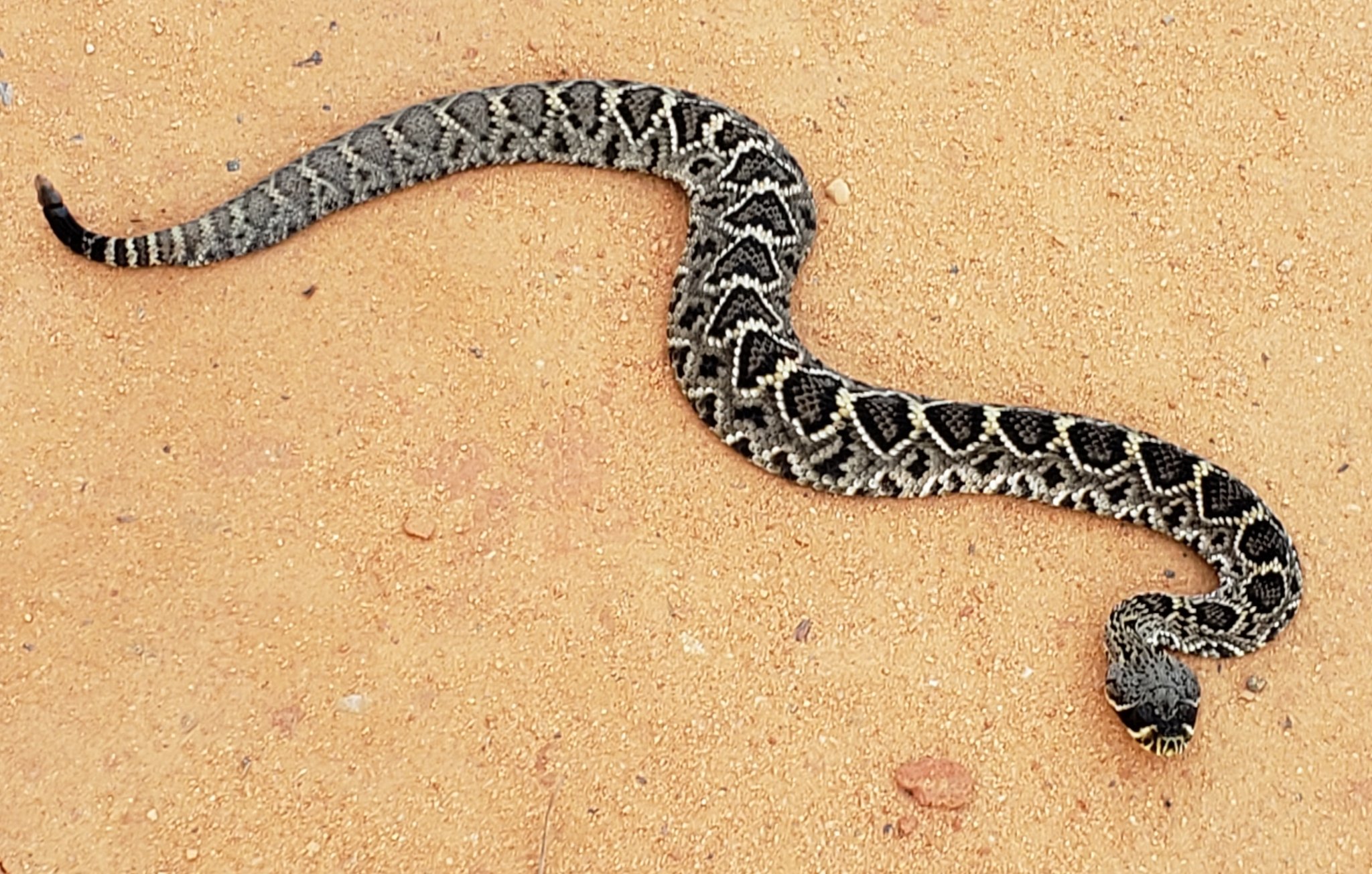 baby diamondback rattlesnake